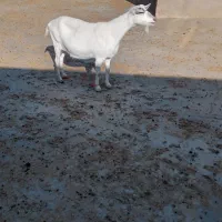 بزسانس آلپاین اصل