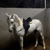 اسب ماده جوان