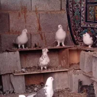 کبوتر و رنگی
