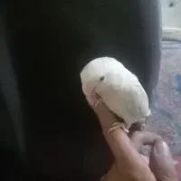 فروش طوطی کوتوله رام