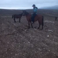 اسب نریان|اسب و تجهیزات اسبسواری|ارشق, |دیوار