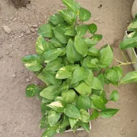 گلهای آپارتمانی