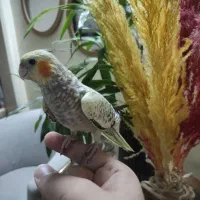 عروس هلندی گل باقالی دستی