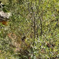 فروش-فوری-زمین-گیلوران