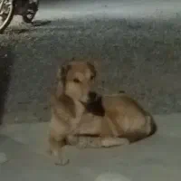 سگ.