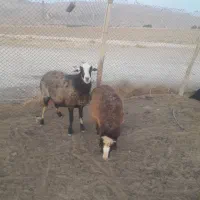 میش وشیشک درجه یک آبستن