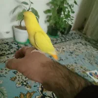 برزیلی نرمه خور