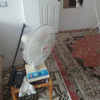 پنگه سالم فروشی