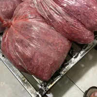 غذای سگ وگربه