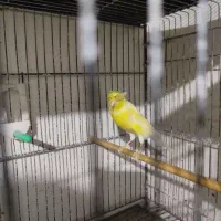 قناری سوپری کاکلی نر مست بخون|پرنده|بجنورد, |دیوار