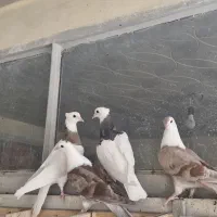 کلاغ  طوقی زرد دم سفید