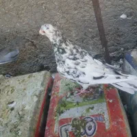 سرور..پلاکی.طوقی|پرنده|یزد, |دیوار