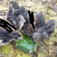 مرغ خروس گلین اصل و جوجه هاشون|حیوانات مزرعه|شهرکرد, |دیوار