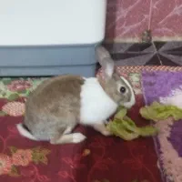 خرگوش|موش و خرگوش|بندر ماهشهر, |دیوار