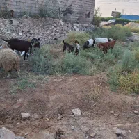 بزنجدی ابستن|حیوانات مزرعه|اهواز, پردیس|دیوار