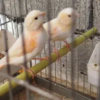 قناری موزائیکی نر و ماده|پرنده|مهاباد (آذربایجان غربی), |دیوار