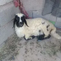 بره نرشاخی سبک