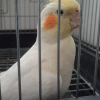 عروس هلندی لوتینو|پرنده|قیدار, |دیوار