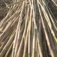 نی حصار کشی