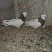 کفتر گوم شده