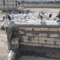 کبوتر  قزوینی آس