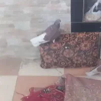 کفتر|پرنده|سیرجان, |دیوار