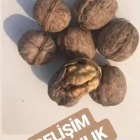 برترین نژاد گردو در نهالستان غرب|خدمات باغبانی و درختکاری|بهبهان, |دیوار