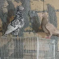 سرور رنگی کاشونی