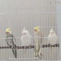 عروس هلندی
