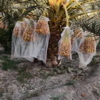 نهال خرمای برهی اصیل|خدمات باغبانی و درختکاری|رامهرمز, |دیوار