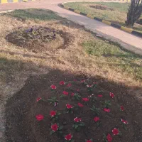 باغبانی و نگهداری گل و گیاه و نظافت