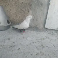 کفتر کبوتر|پرنده|شیراز, نصر|دیوار