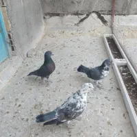 کبوتر ۳ تا نر|پرنده|قم, نخودی|دیوار