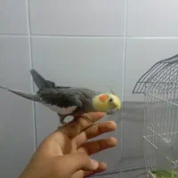 پرنده عروس هلندی