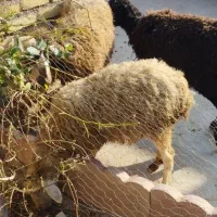 بره ماده 25کیلو جهت نگداشت