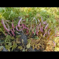 لوبیا چیتی|عمده‌فروشی|اقلید, |دیوار