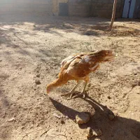 جوجه لاری|حیوانات مزرعه|باوله, |دیوار