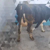 گاو سیمینتال|حیوانات مزرعه|جونقان, |دیوار