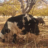 قوچ بختیاری