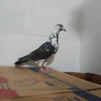 کبوتر کشکی سینه سفید ماده