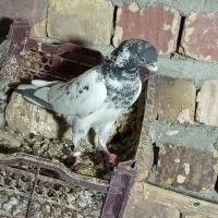 کفتر|پرنده|بمپور, |دیوار