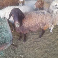 میش داشتی|حیوانات مزرعه|شیدا, |دیوار