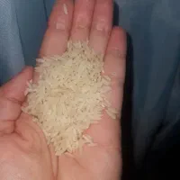 برنج هاشمی