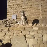 توله سگ.ماده. گم شده.|حیوانات|شیروان (خراسان), |دیوار