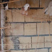 ماده شازده زرد|پرنده|آران و بیدگل, |دیوار