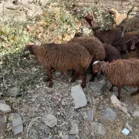 بره نروماده۹تا