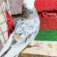 کفتر پرشی تهرانی