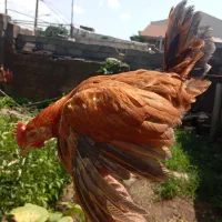 خروس گلین لری