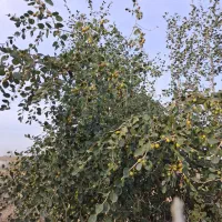 شاه قناری طوسی کت باز