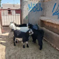بزغاله خرج خور